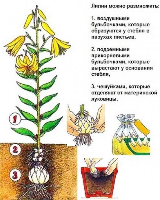 Как ухаживать за лилиями. Как ухаживать за лилиями.