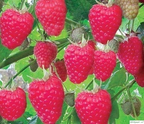 Посадка малины весной Посадка малины весной