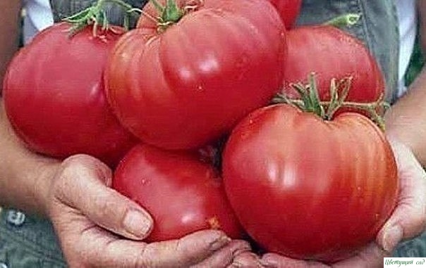 Чтобы помидорки были крупными Чтобы помидорки были крупными