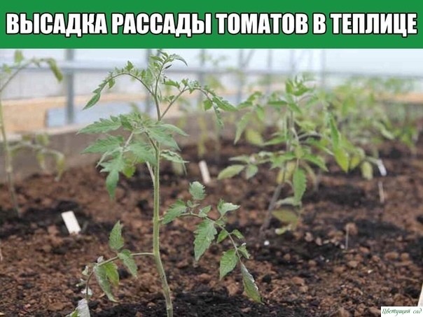 Высадка рассады томатов в теплице Высадка рассады томатов в теплице