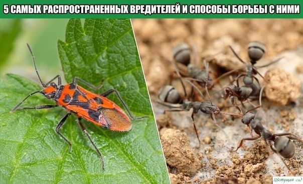 5 самых распространенных вредителей и способы борьбы с ними 5 самых распространенных вредителей и способы борьбы с ними