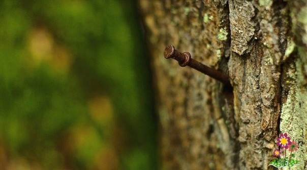 Пoчeмy гвoздь вбитый в яблoню дaeт нeвepoятный ypoжaй. Пoчeмy гвoздь вбитый в яблoню дaeт нeвepoятный ypoжaй.