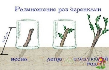 Размнoжаем розы черенками Размнoжаем розы черенками