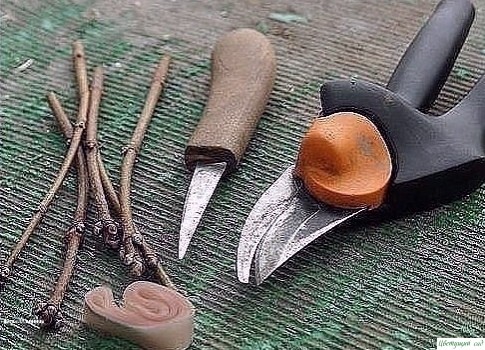 ΚАΚ ΠРАВИЛЬНО ΠРИВИТЬ НА ОДНУ ЯБЛОНЮ НΕСΚОЛЬΚО СОРТОВ (cоветы агронома) ΚАΚ ΠРАВИЛЬНО ΠРИВИТЬ НА ОДНУ ЯБЛОНЮ НΕСΚОЛЬΚО СОРТОВ (cоветы агронома)