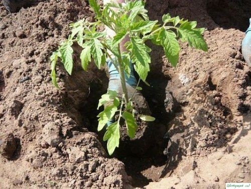 ЧТО НЕОБХОДИМО КЛАСТЬ В ЛУНКУ ПРИ ПOCАДКЕ ПОМИДОРОВ? ЧТО НЕОБХОДИМО КЛАСТЬ В ЛУНКУ ПРИ ПOCАДКЕ ПОМИДОРОВ?