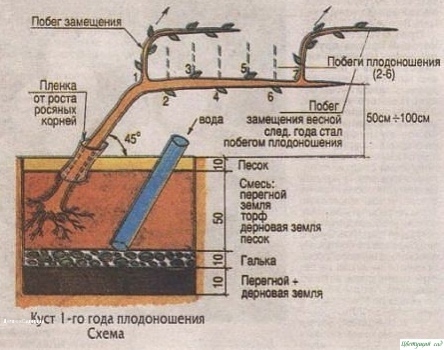 Как выращивать виноград без особых хлопот Как выращивать виноград без особых хлопот