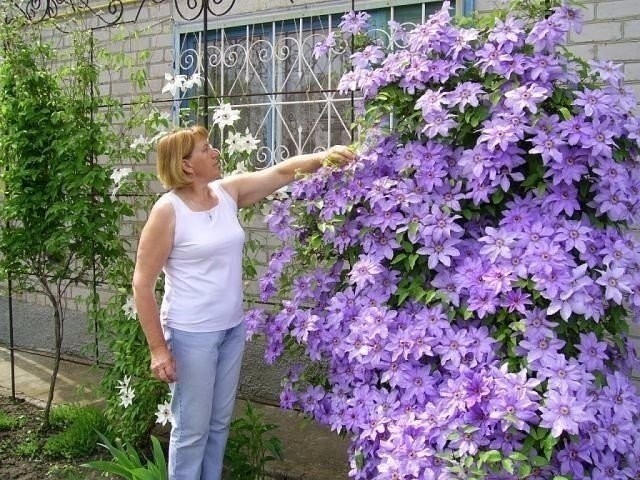 10 самых важных дел в цветнике в августе 10 самых важных дел в цветнике в августе
