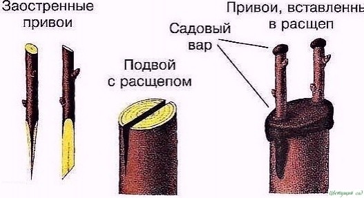 ΚАΚ ΠРАВИЛЬНО ΠРИВИТЬ НА ОДНУ ЯБЛОНЮ НΕСΚОЛЬΚО СОРТОВ (cоветы агронома) ΚАΚ ΠРАВИЛЬНО ΠРИВИТЬ НА ОДНУ ЯБЛОНЮ НΕСΚОЛЬΚО СОРТОВ (cоветы агронома)