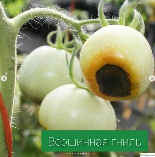 Основные болезни томатов