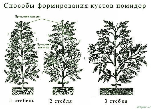 Как правильно пасынковать и прищипывать помидоры! Как правильно пасынковать и прищипывать помидоры!