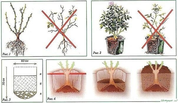 УХОД ЗА ПЛЕТИСТЫМИ РОЗАМИ УХОД ЗА ПЛЕТИСТЫМИ РОЗАМИ