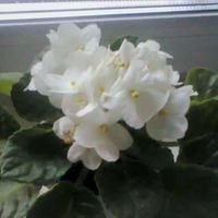 Алевтина