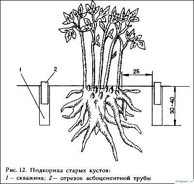 Как и когда лучше вносить удобрения под пионы Как и когда лучше вносить удобрения под пионы