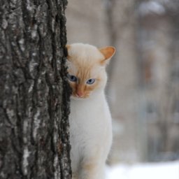 Евгения