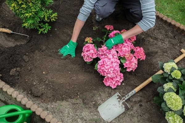 Как подкислить почву для гортензий Как подкислить почву для гортензий