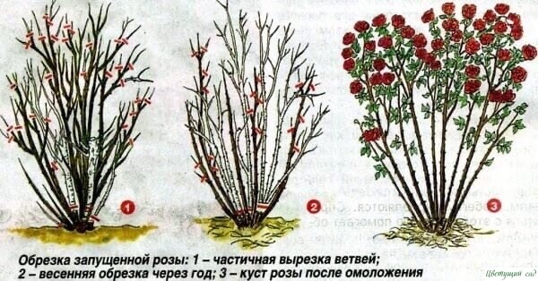 ОБРЕЗКА РОЗ ВЕСНОЙ - СОВЕТЫ НАЧИНАЮЩИМ ОБРЕЗКА РОЗ ВЕСНОЙ - СОВЕТЫ НАЧИНАЮЩИМ