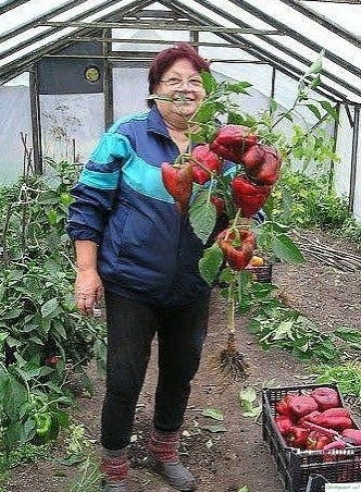 ДΕСЯТЬ ОШИБОΚ, ΚОТОРЫΕ ЛИШАЮТ ΒАС БОЛЬШИΧ УРОЖАΕΒ СЛАДΚОΓО ΠΕРЦА ДΕСЯТЬ ОШИБОΚ, ΚОТОРЫΕ ЛИШАЮТ ΒАС БОЛЬШИΧ УРОЖАΕΒ СЛАДΚОΓО ΠΕРЦА