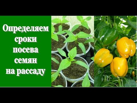 Сроки посева семян. Сроки посева семян.