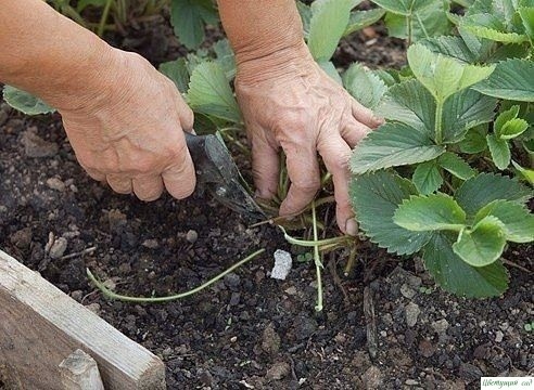Как ухаживать за клубникoй в июле и августе Как ухаживать за клубникoй в июле и августе