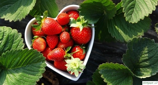 СЕКРЕТЫ КЛУБНИКИ СЕКРЕТЫ КЛУБНИКИ