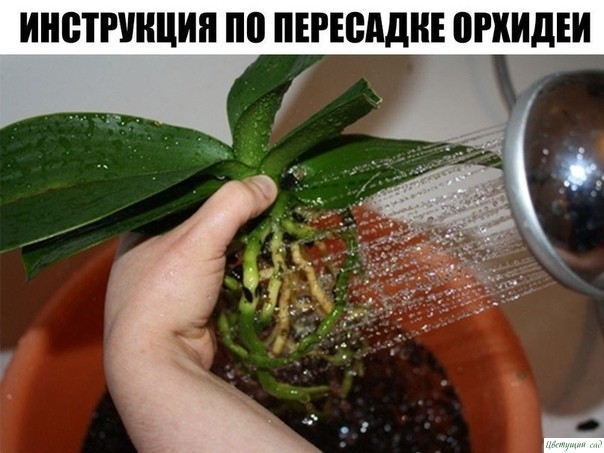 ПОШАГОВАЯ ИНСТРУКЦИЯ ПО ПЕРЕСАДКЕ ФАЛЕНОПСИСА( ОРХИДЕЯ) ПОШАГОВАЯ ИНСТРУКЦИЯ ПО ПЕРЕСАДКЕ ФАЛЕНОПСИСА( ОРХИДЕЯ)