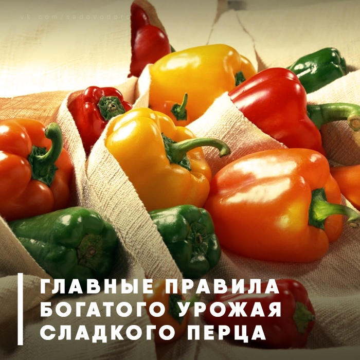 10 советов для богатого урожая перца 10 советов для богатого урожая перца