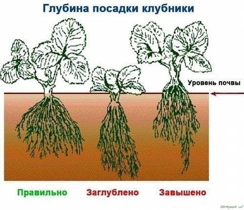 Советы садоводам, которые собираются сменить клубничное место Советы садоводам, которые собираются сменить клубничное место