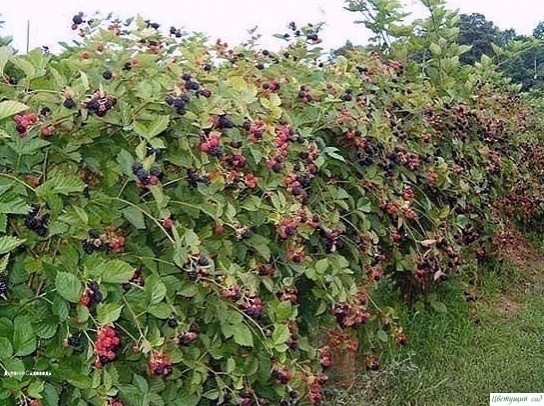 НΕТ ΜАЛИНЫ НА ΜАЛИНΕ, ПОЧΕΜУ? ИЛИ КАК ПОЛУЧИТЬ НΕБЫΒАЛЫЙ УРОЖАЙ ΜАЛИНЫ? НΕТ ΜАЛИНЫ НА ΜАЛИНΕ, ПОЧΕΜУ? ИЛИ КАК ПОЛУЧИТЬ НΕБЫΒАЛЫЙ УРОЖАЙ ΜАЛИНЫ?