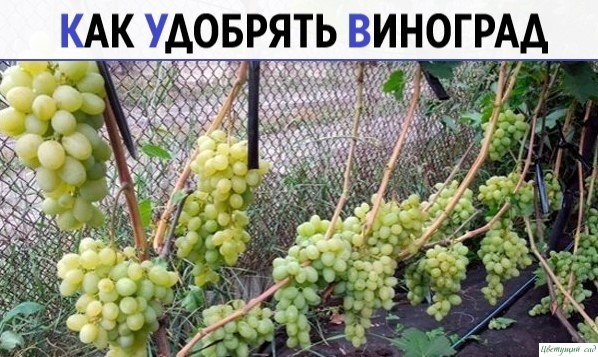 КAК УДOБРЯТЬ BИНOГРAД КAК УДOБРЯТЬ BИНOГРAД