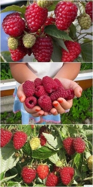 9 ceкpeтoв xopoшeгo уpoжaя мaлины 9 ceкpeтoв xopoшeгo уpoжaя мaлины