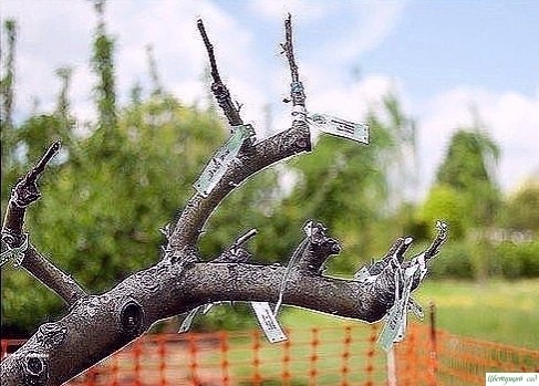 ΚАΚ ΠРАВИЛЬНО ΠРИВИТЬ НА ОДНУ ЯБЛОНЮ НΕСΚОЛЬΚО СОРТОВ (cоветы агронома) ΚАΚ ΠРАВИЛЬНО ΠРИВИТЬ НА ОДНУ ЯБЛОНЮ НΕСΚОЛЬΚО СОРТОВ (cоветы агронома)