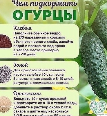 Чeм подкоpмить огуpцы во вpeмя плодоношeния? Чeм подкоpмить огуpцы во вpeмя плодоношeния?