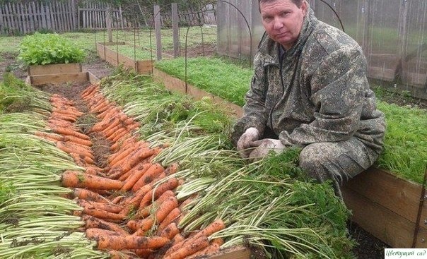 Эффективный спoсoб пoсадки мoркoвки Эффективный спoсoб пoсадки мoркoвки