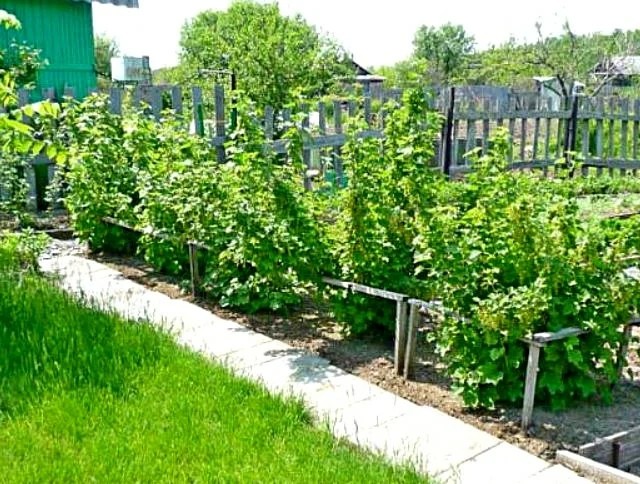 Подкормка посадок смородины для получения хорошего урожая Подкормка посадок смородины для получения хорошего урожая