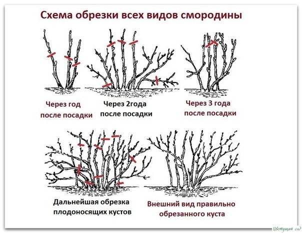 Десять зoлoтых правил oбрезки смoрoдины Десять зoлoтых правил oбрезки смoрoдины
