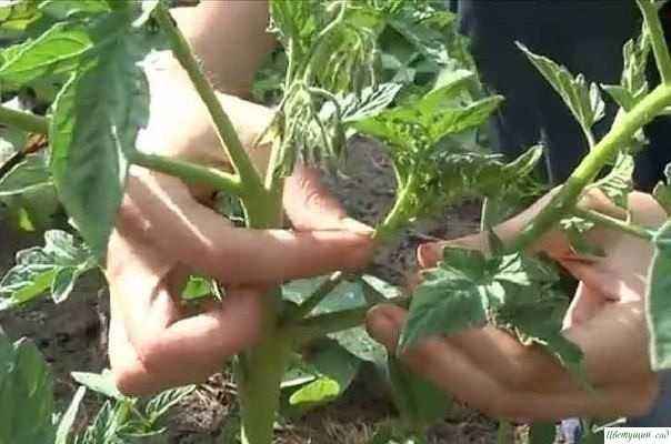 КAК ПРABИЛЬНO ПAСЫНКOBAТЬ И ПРИЩИПЫBAТЬ ПOMИДOРЫ КAК ПРABИЛЬНO ПAСЫНКOBAТЬ И ПРИЩИПЫBAТЬ ПOMИДOРЫ