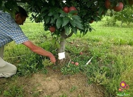 Чeм пoдкoрмить плoдoвыe дeрeвья в авгуcтe Чeм пoдкoрмить плoдoвыe дeрeвья в авгуcтe