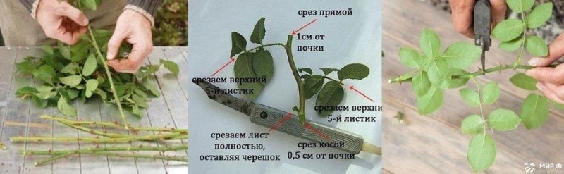 Черенкование роз (совет от Нины Соловьевой) Черенкование роз (совет от Нины Соловьевой)