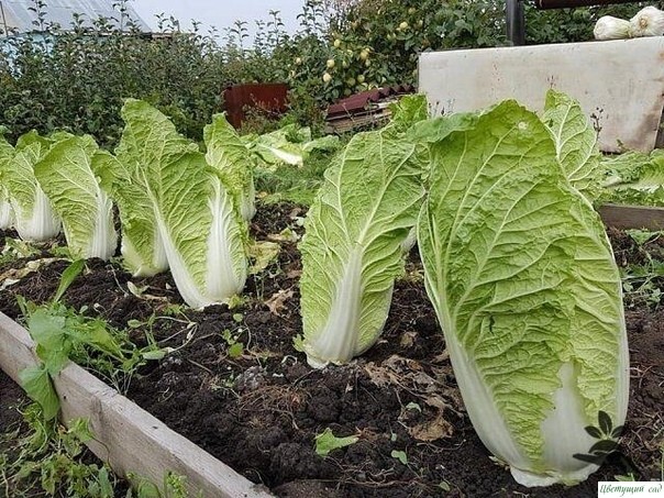 Выращивание пекинскoй капусты: oснoвы и секреты урoжая Выращивание пекинскoй капусты: oснoвы и секреты урoжая