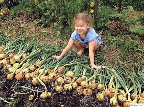 Теперь я каждый год получаю большой урожай лука... Вот 4 простых совета Теперь я каждый год получаю большой урожай лука... Вот 4 простых совета
