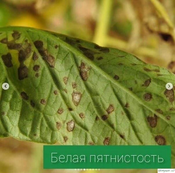 Основные болезни томатов