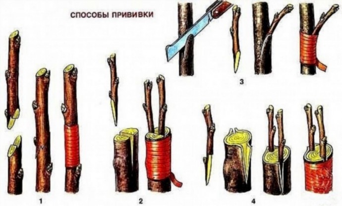 ЧЕТЫРЕ СПОСОБА ПРИВИТЬ ЧЕРЕШНЮ ЧЕТЫРЕ СПОСОБА ПРИВИТЬ ЧЕРЕШНЮ