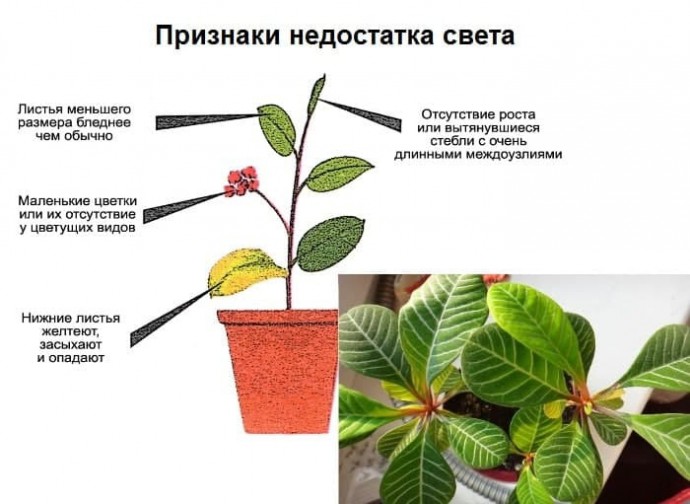 Признаки недостатка света: Признаки недостатка света: