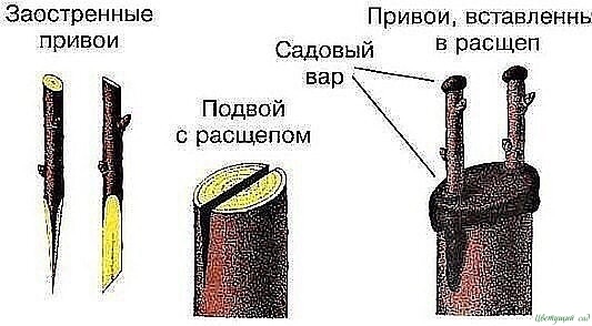 Как правильно привить на одну яблоню несколько сортов (советы агронома)