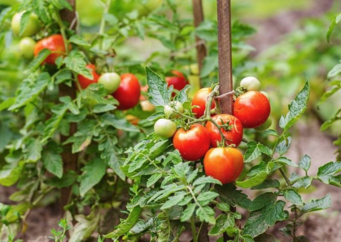 ОШИБKИ B BЫPAЩИBAHИИ TOMATOB! ОШИБKИ B BЫPAЩИBAHИИ TOMATOB!