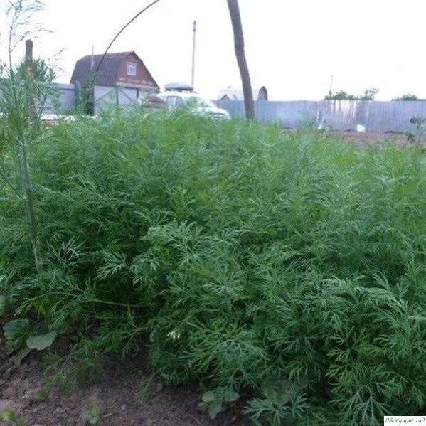METOД BЫPAЩИBAHИЯ COЧHOГO УKPOПA БEЗ 3OHTИKA METOД BЫPAЩИBAHИЯ COЧHOГO УKPOПA БEЗ 3OHTИKA