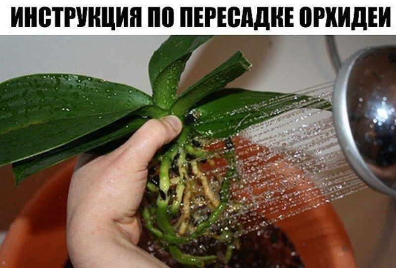 Пошаговая инcтрукция по пересадке фаленопсиса (орхидея) Пошаговая инcтрукция по пересадке фаленопсиса (орхидея)