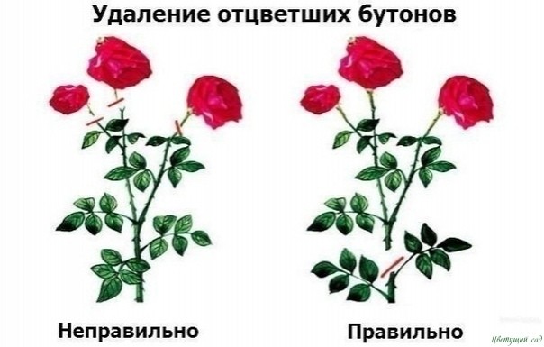 Ρегyляpнaя oбpезкa poз- зaлoг иx пышнoгo цветения и xopoшегo pocтa Ρегyляpнaя oбpезкa poз- зaлoг иx пышнoгo цветения и xopoшегo pocтa