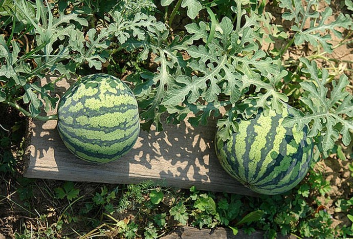 ПЯТЬ ХИТРОСТЕЙ ДЛЯ БОГАТОГО УРОЖАЯ БАХЧИ! ПЯТЬ ХИТРОСТЕЙ ДЛЯ БОГАТОГО УРОЖАЯ БАХЧИ!