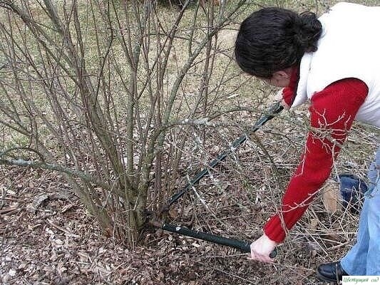 Не выбрасывайте веточки смородины после осенней обрезки Не выбрасывайте веточки смородины после осенней обрезки